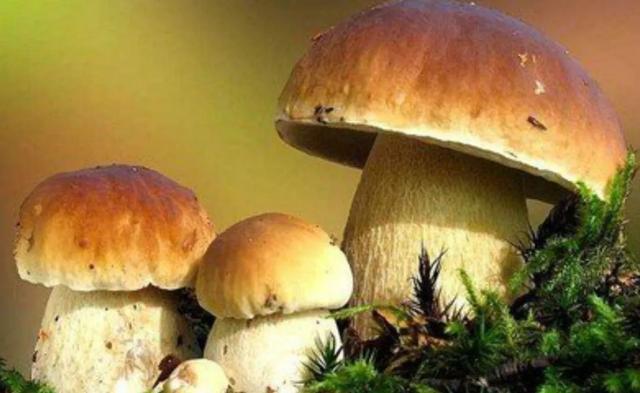 圖片關鍵詞 國家蘑菇地理:中國哪里的蘑菇最好吃?